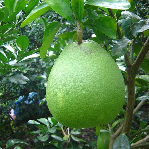 Công ty Vi sinh Thái Bình Dương thử nghiệm sản phẩm