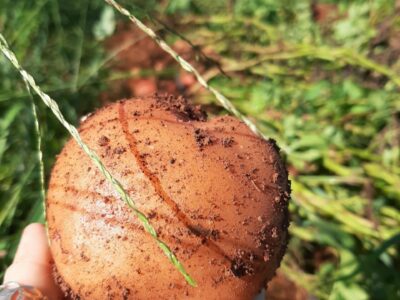 Thu hoạch lứa đầu Khoai tây hữu cơ tại Fram QL, Đơn Dương, Lâm Đồng