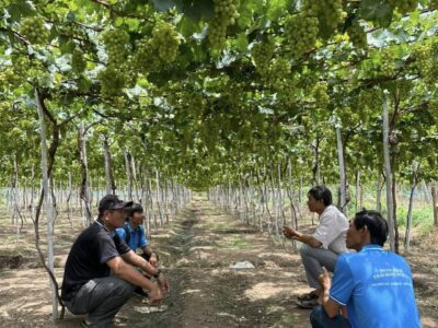 Cung ứng phân bón hữu cơ sinh, học vi sinh cho trang trại Nho tại huyện Ninh Sơn, tỉnh Ninh Thuận!