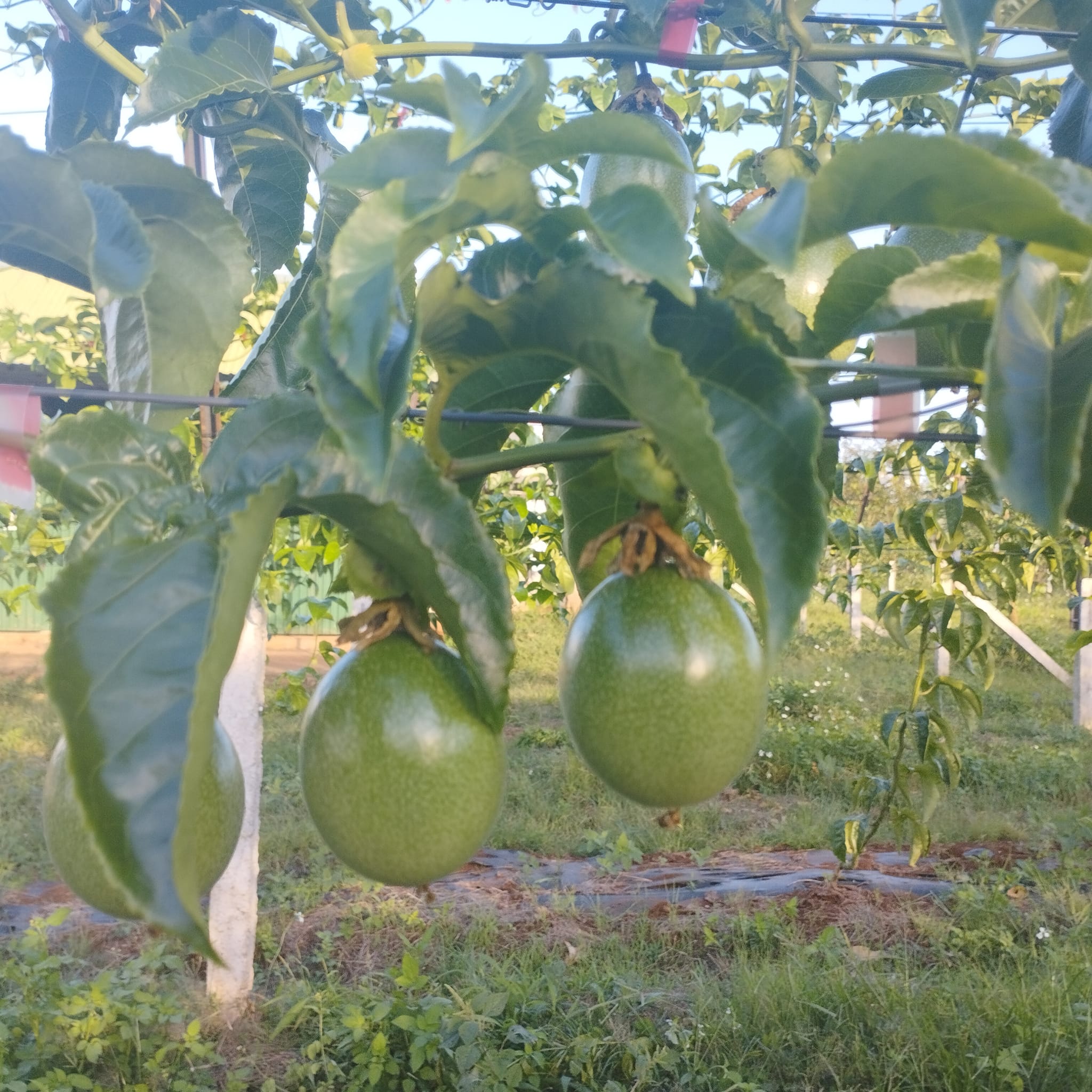Hợp tác với công ty đầu tư Nông nghiệp DNPT phát triển vùng trồng chanh dây hữu cơ xuất khẩu sang EU