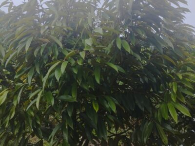 Tác dụng phân bón hữu cơ vi sinh USA đối với vườn trồng sầu riêng